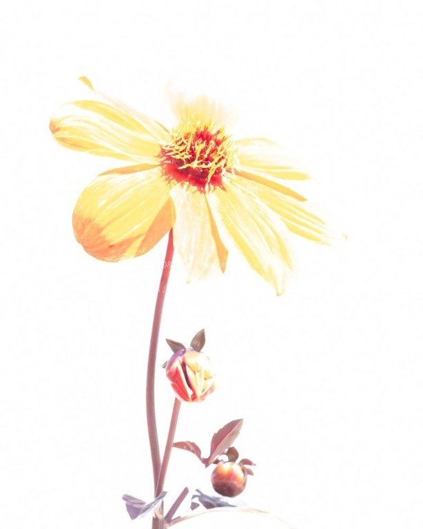 Kim Benson - Artistic Impression (High Key)