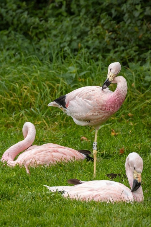 Nicky Westwood - Flamingo 'on one leg', Slimbridge (2)