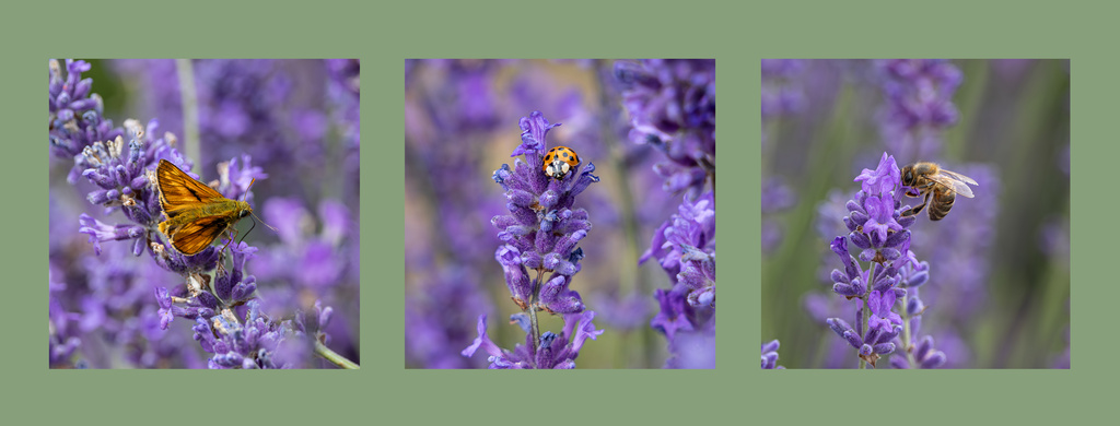 Ladies in Lavender
