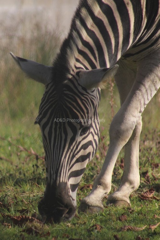 Helen Lauder - Black and White - Stripes