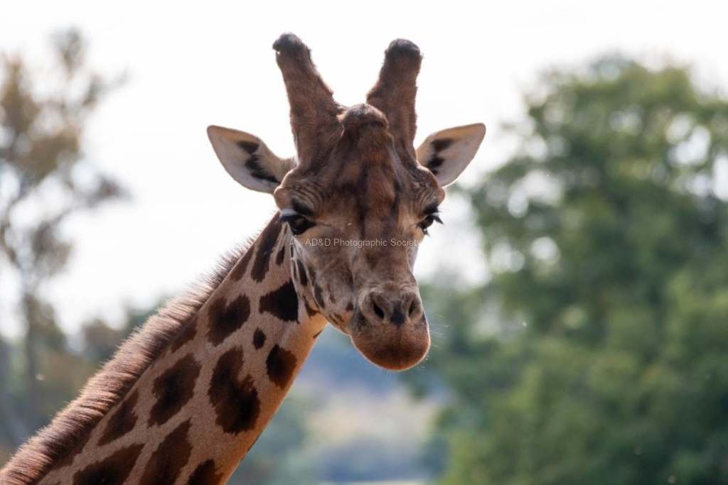 Lindsey Smith - Giraffe