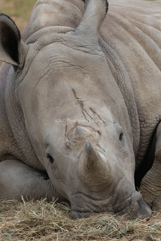 Lindsey Smith - White Rhino