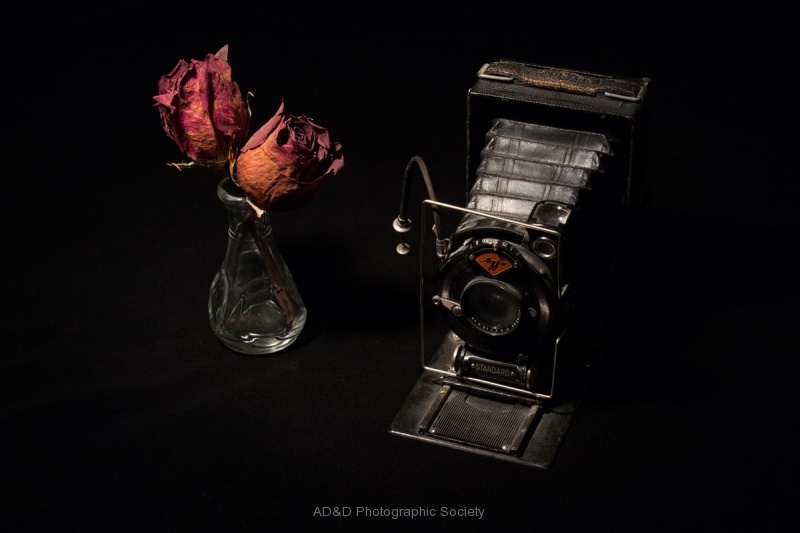Roses and Camera - Colin Lamb.jpg