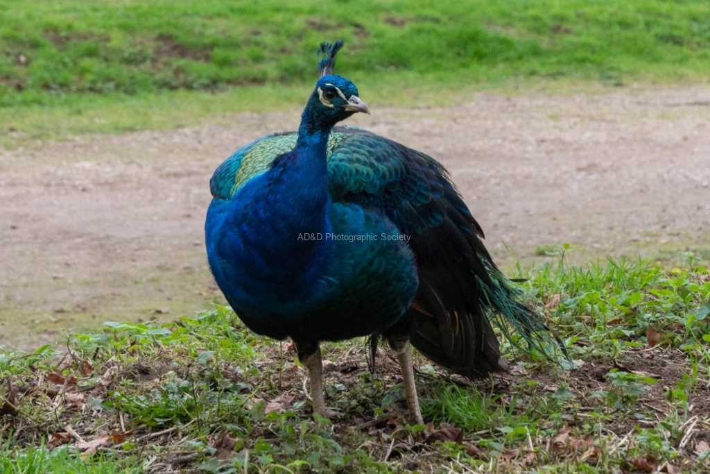 Lindsey Smith-Peacock