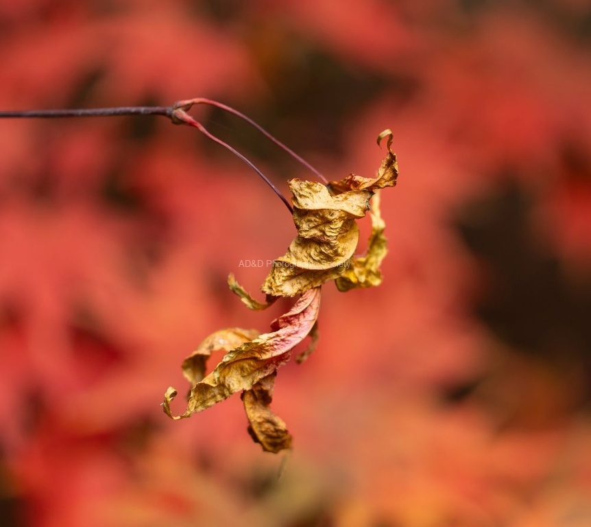 Nick Hardwick - Dried leaf