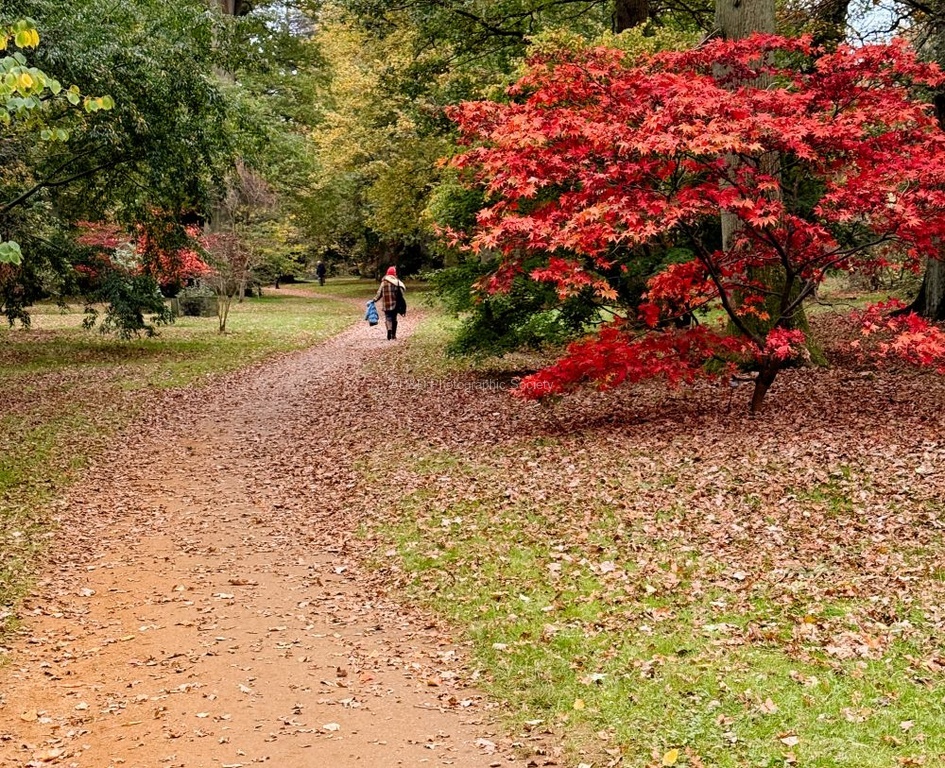 Nick Hardwick - Harcourt Arboretum-5