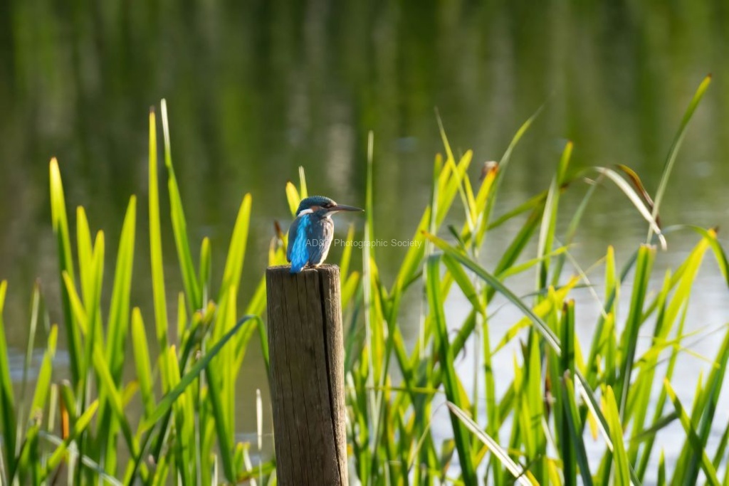 Lindsey Smith - Female Kingfisher.
