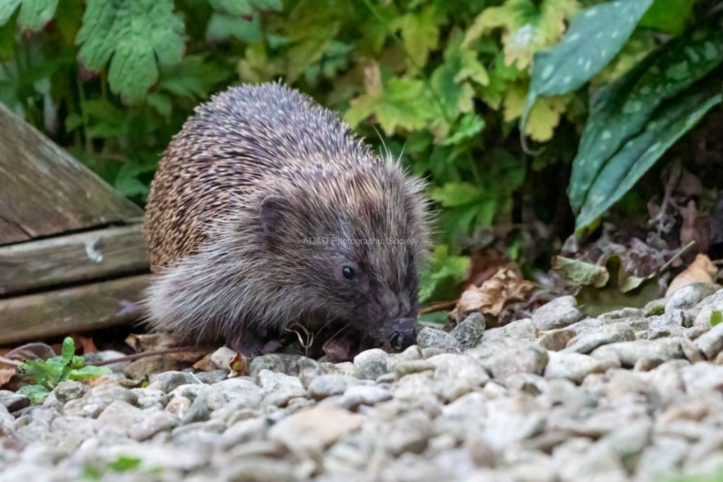 Lindsey Smith - Hedgehog