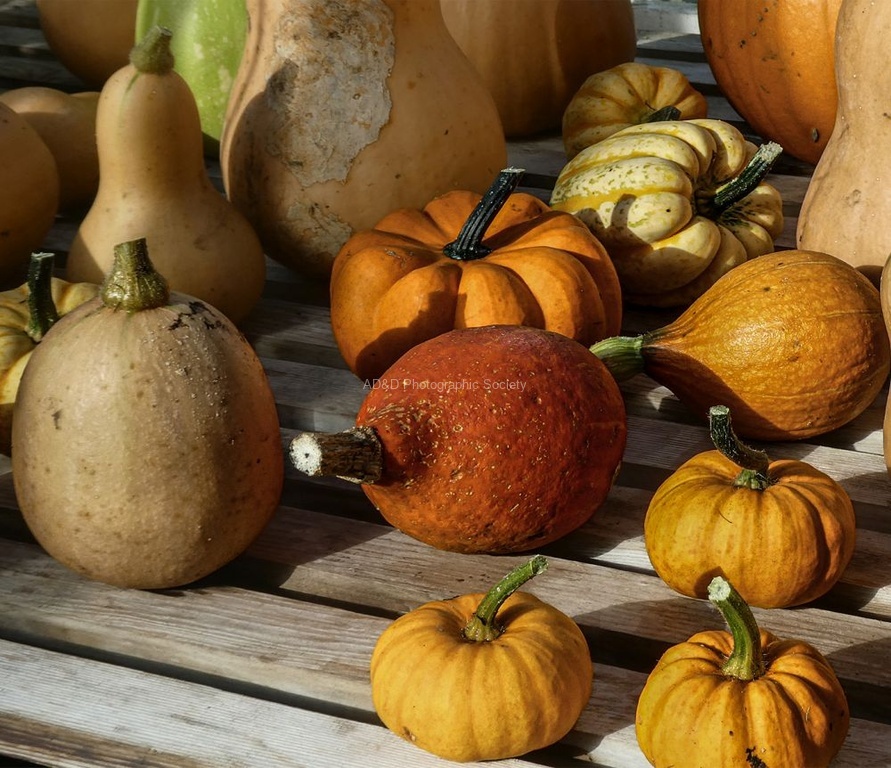 Miggy Wild - Gourds