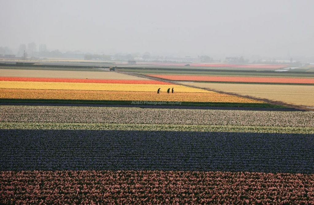 Paul Brewerton - Tulip Bulb Farmers, Holland