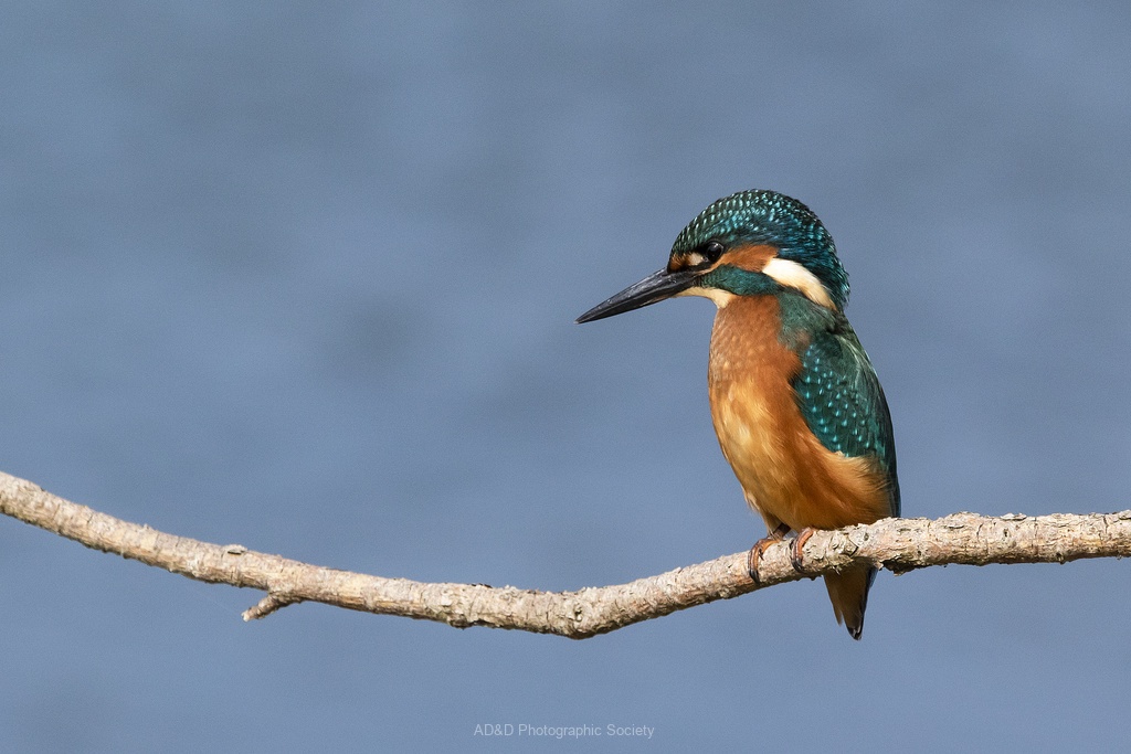 Kingfisher