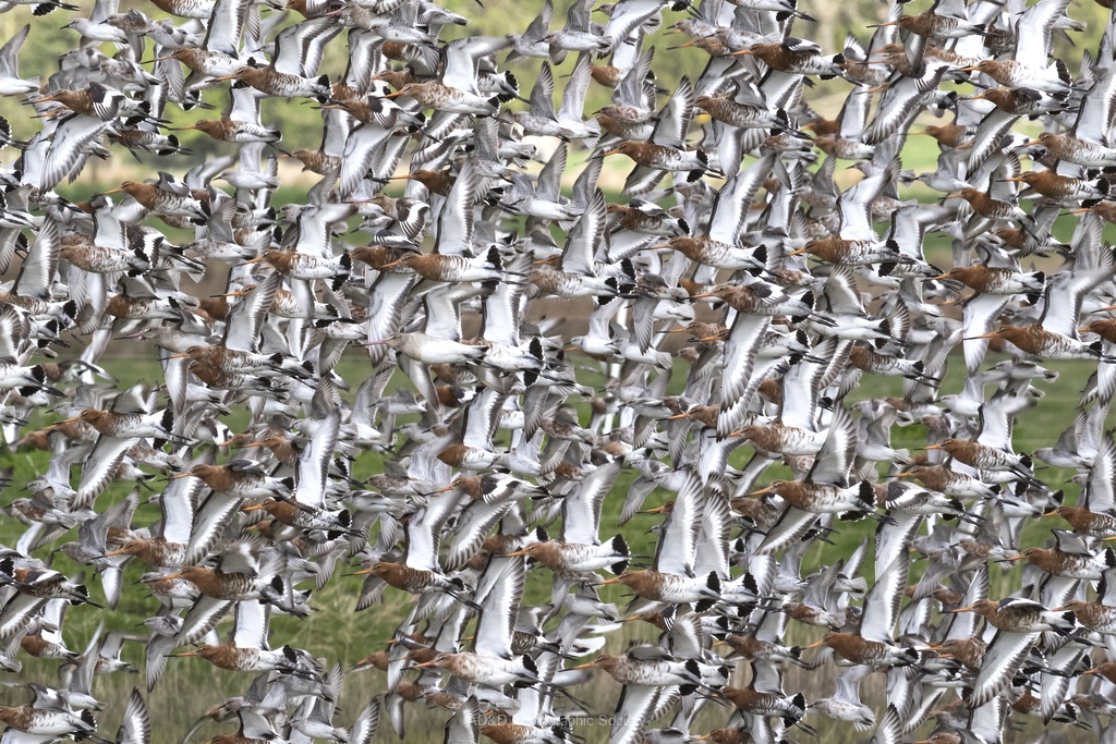 Bird Wall