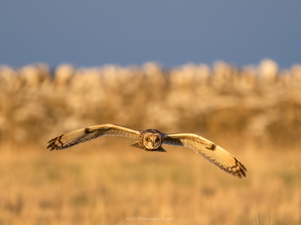 Short-eared owl