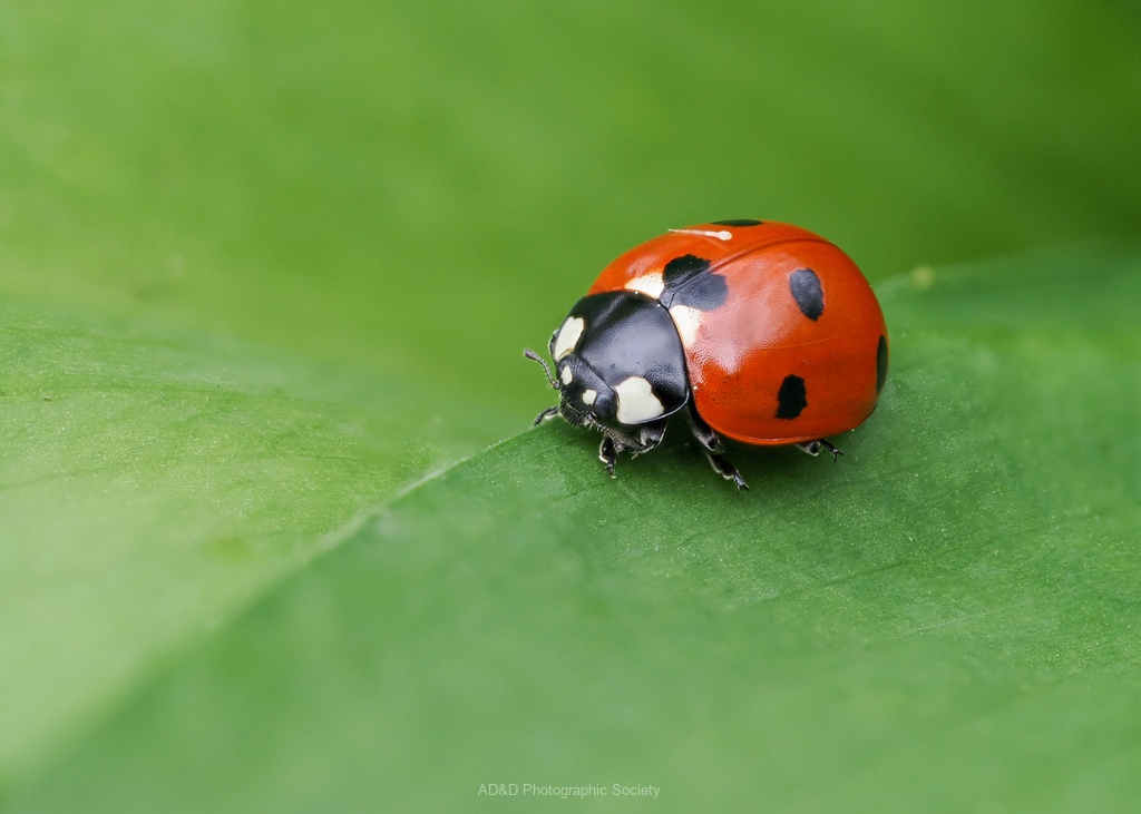Ladybird
