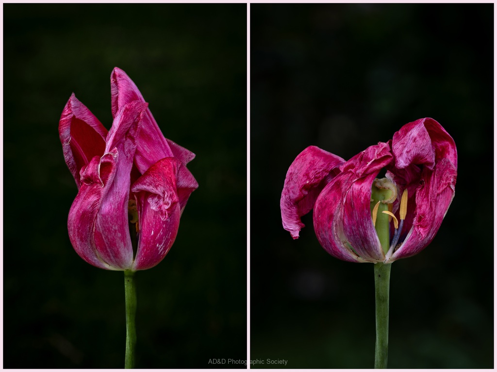 The elegant decline of a tulip
