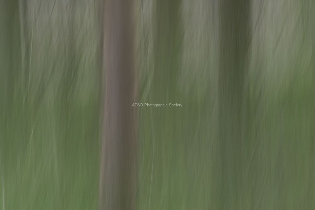 Colin Lamb - Woodland impression