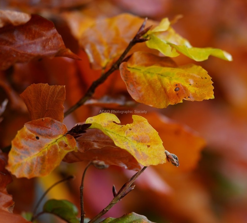 Paul Friend - Intense Autumn