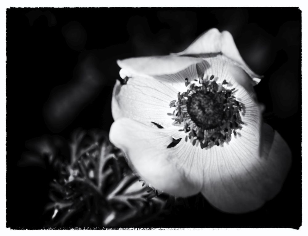 Meriel Flux - Anemone