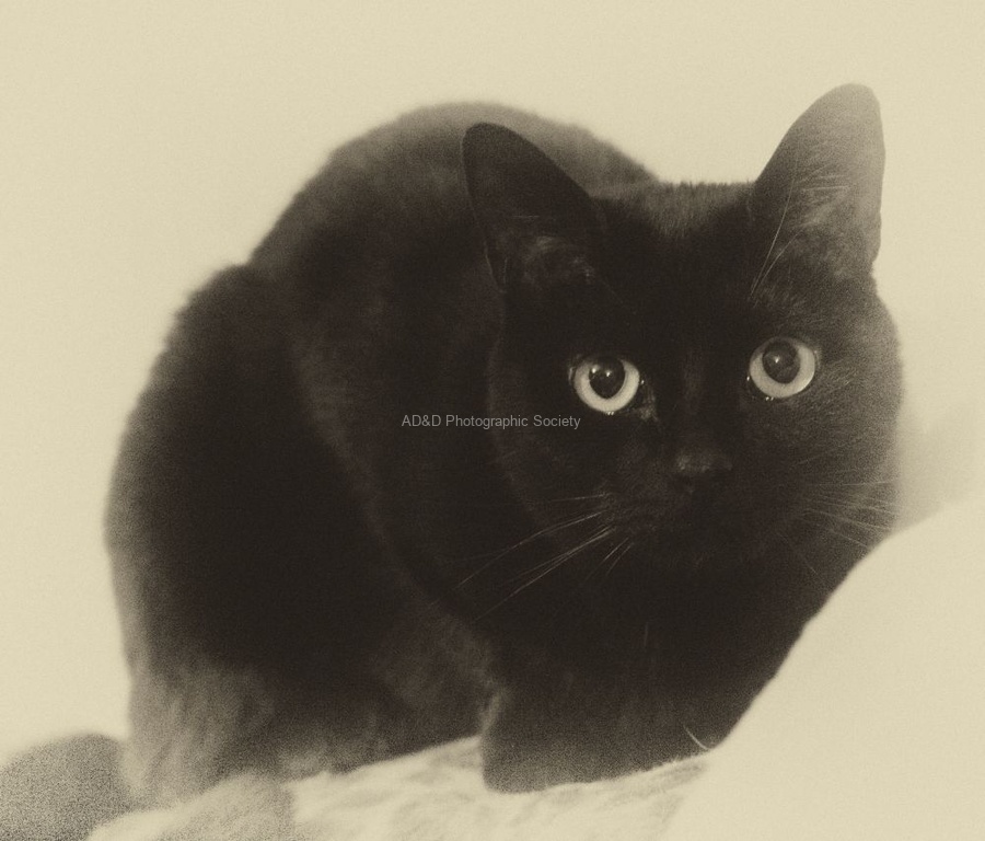 Meriel Flux - Cumin