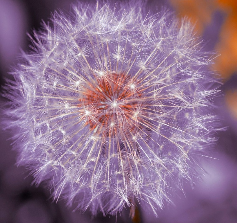 Meriel Flux - Dandelion