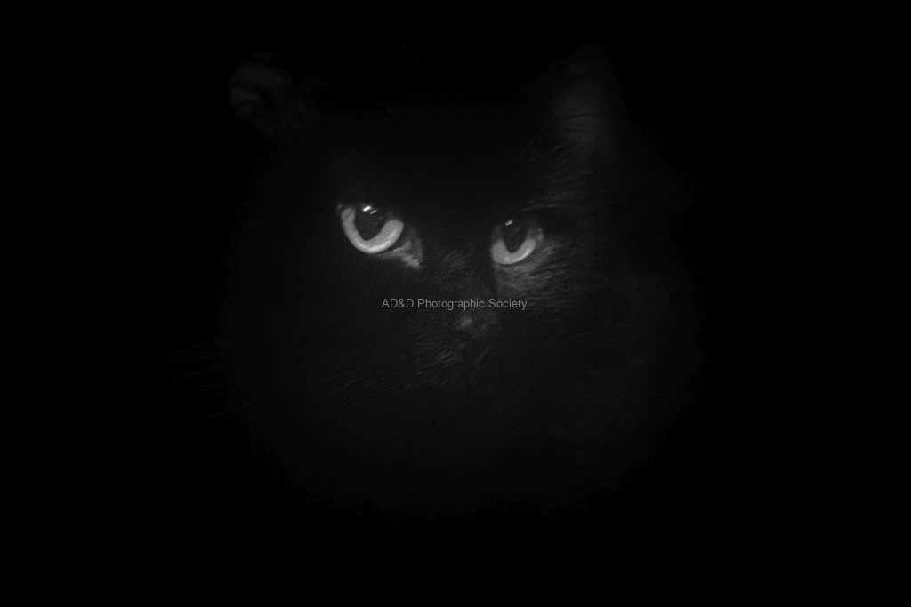 Meriel Flux - Thoughtful cardamon