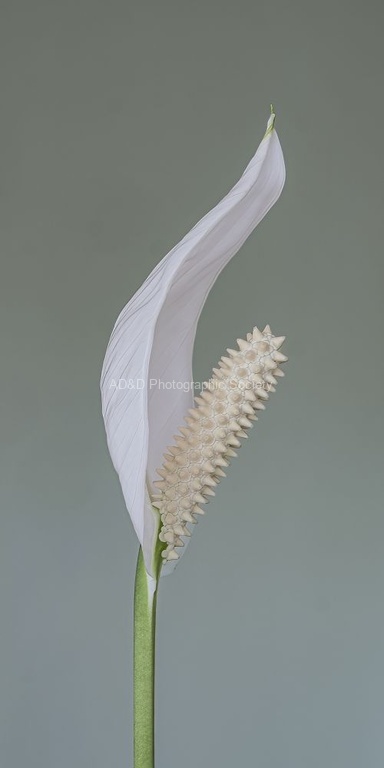 Martyn Pearse - Peace Lily