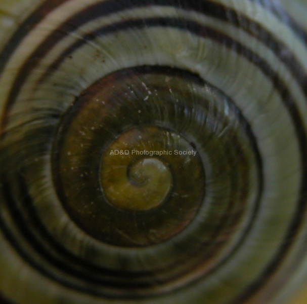 Toto pretty snail.jpg