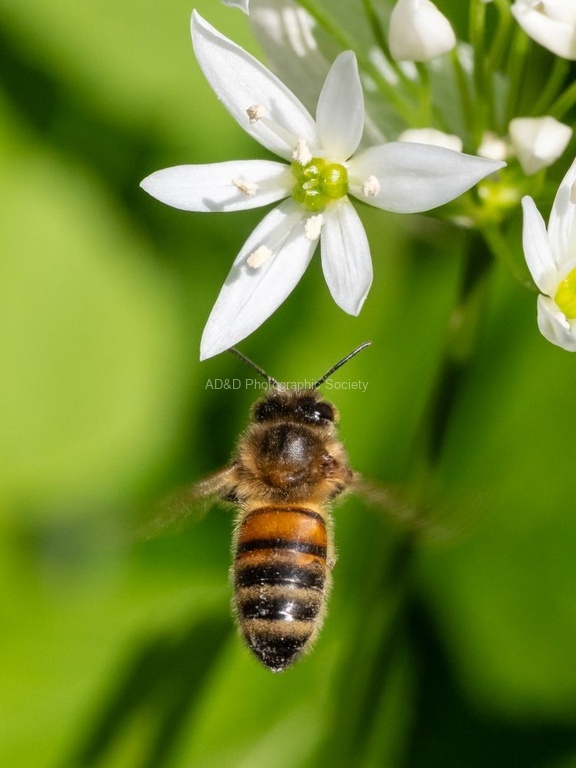 Colin Lamb - Honey bee