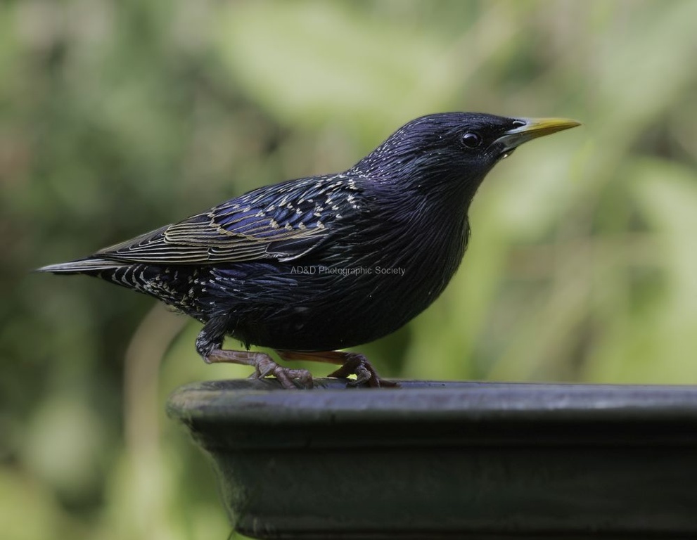 Kim Benson - Starling
