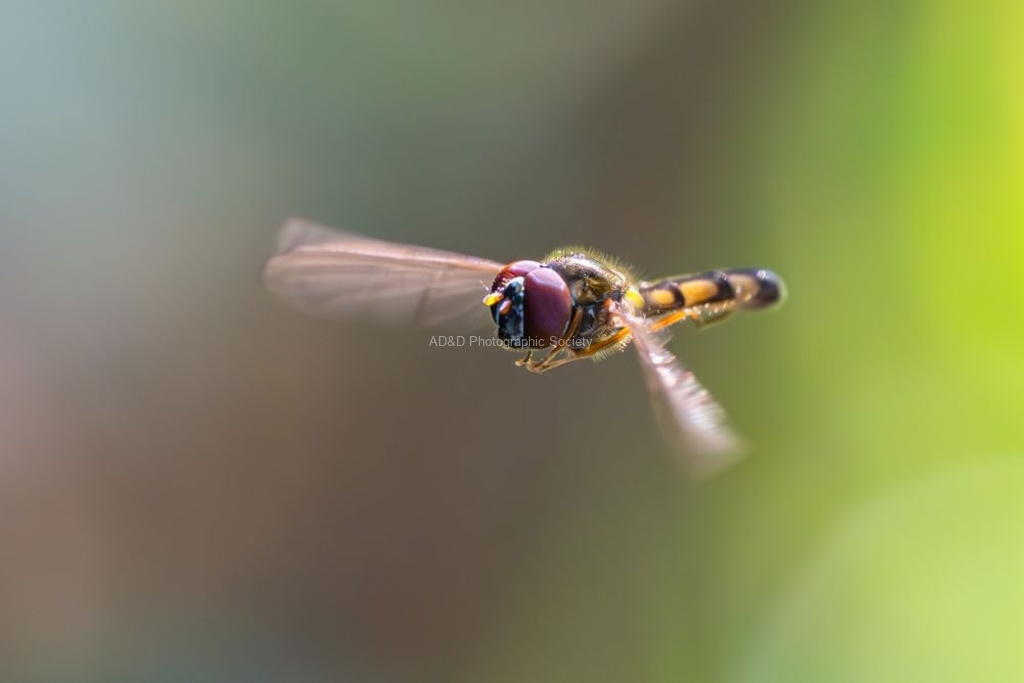 Andrew Dayer - Melanostoma In Flight