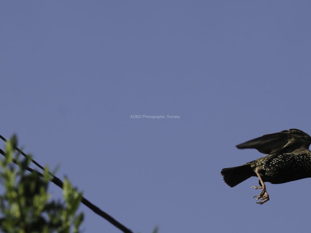 Kim Benson - Half a Starling