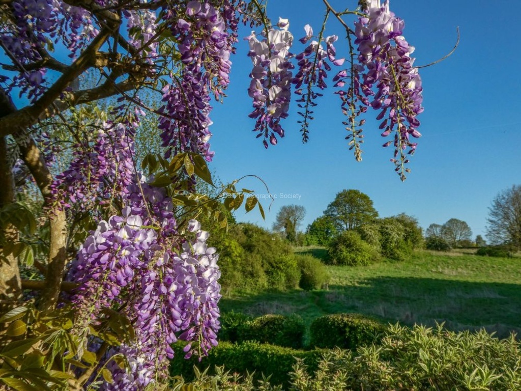 Nicky Westwood - Wisteria in our back garden, Adderbury (2)