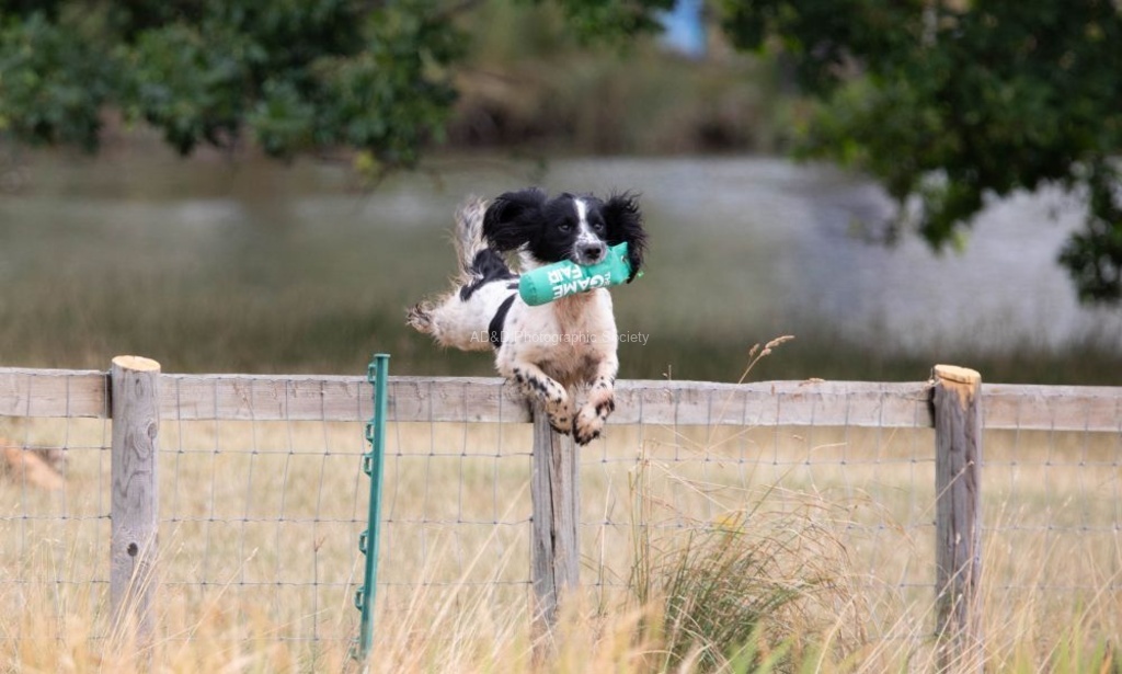 Courtney Killpack - Spaniel Jump 1