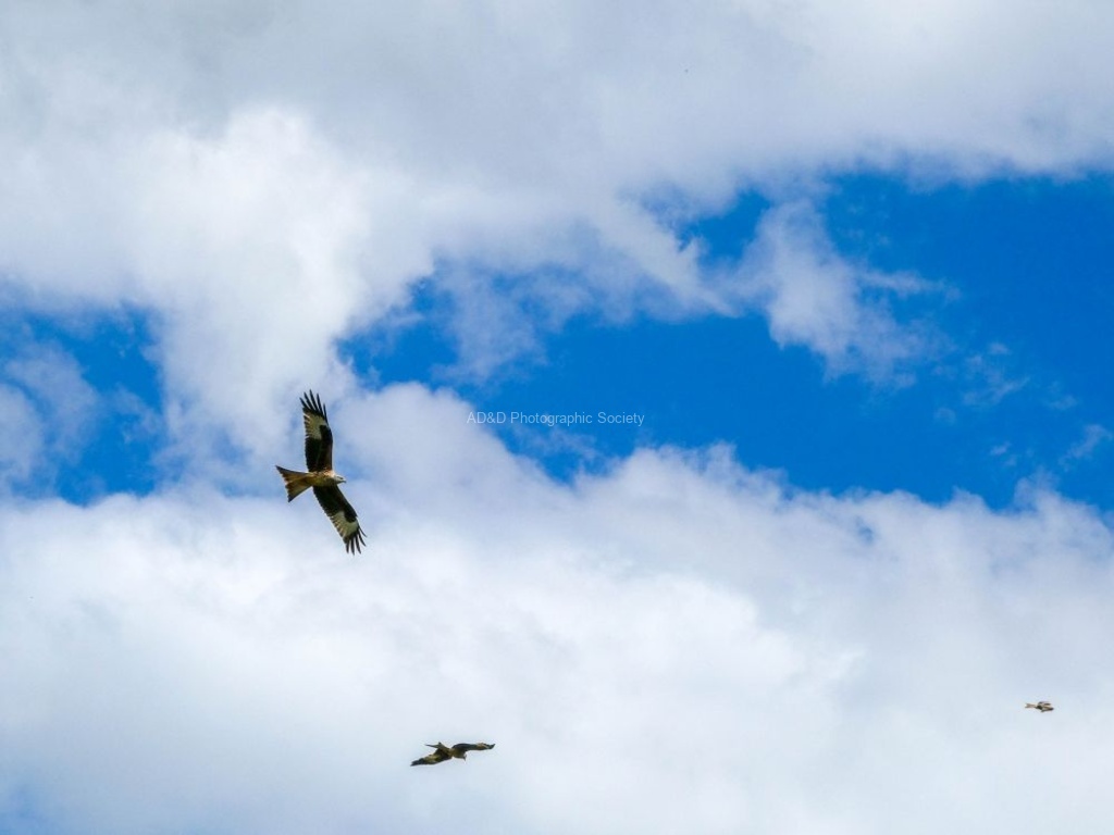 Nicky Westwood - Red Kites 'in the air'