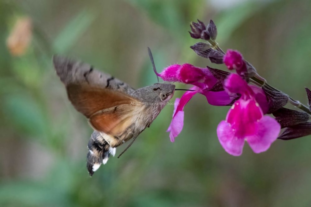 Lindsey Smith - Hummingbird hawk-moth