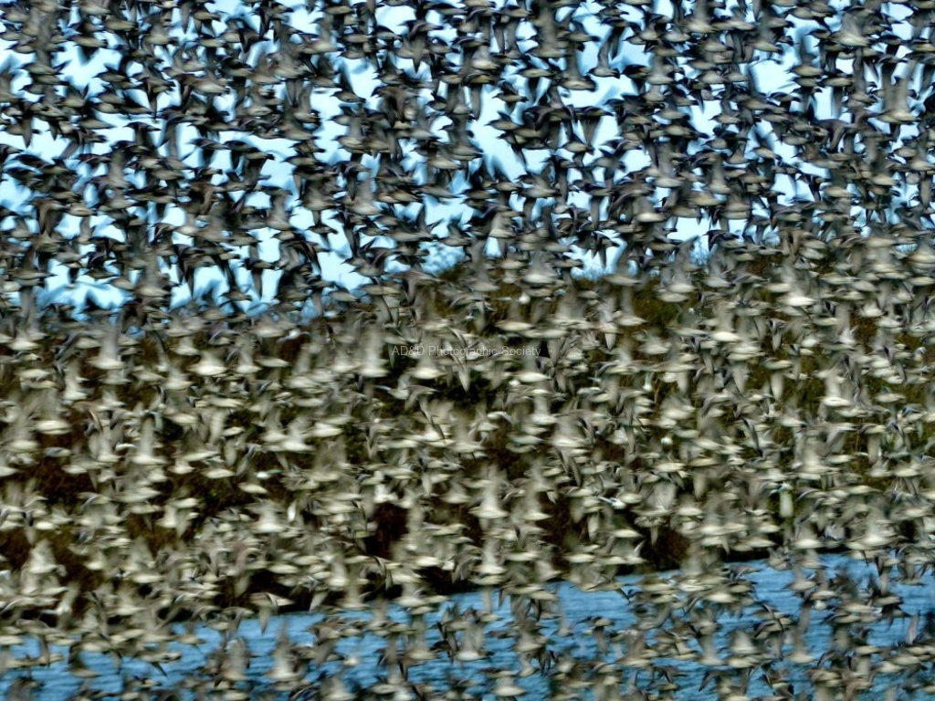 Pete Wild - Flock no.2