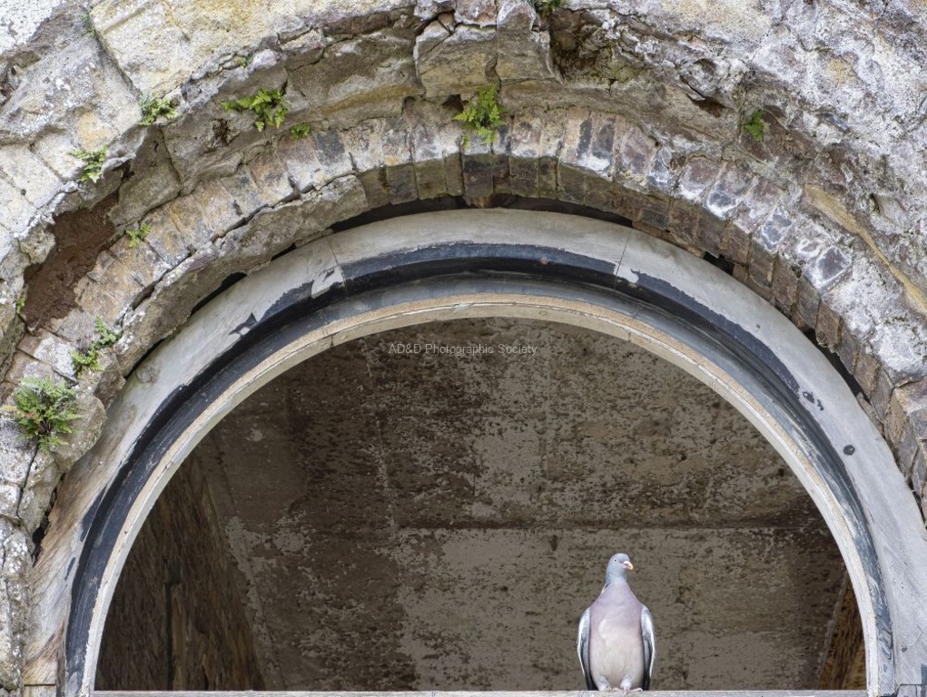 Martyn Pearse - Underneath the Arch