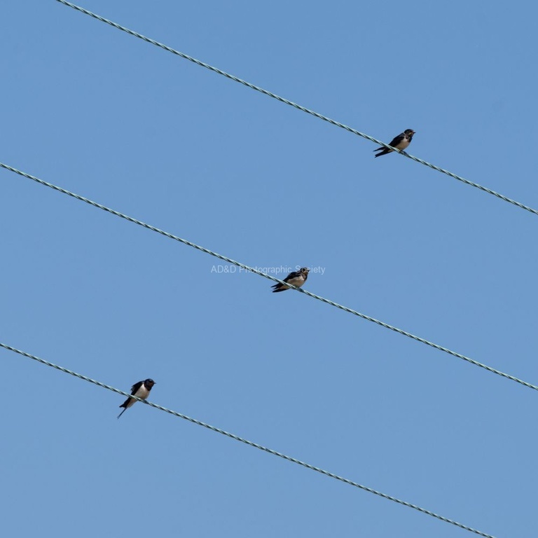 Andrew Dayer - Three Little Birds