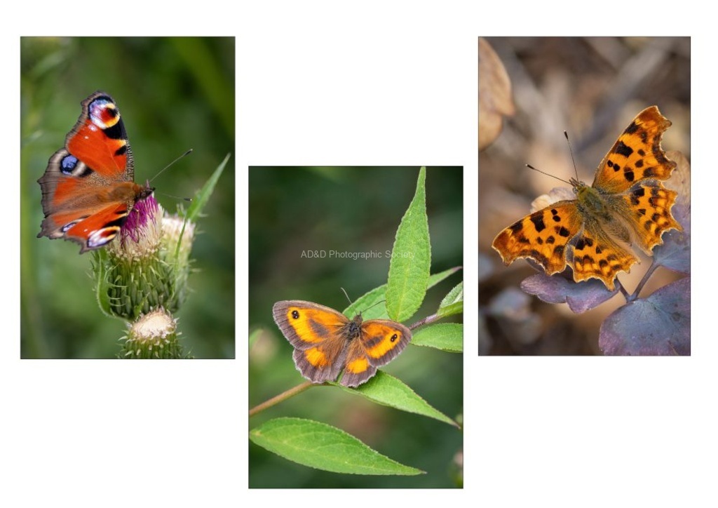 Lindsey Smith - A trio of Butterflies