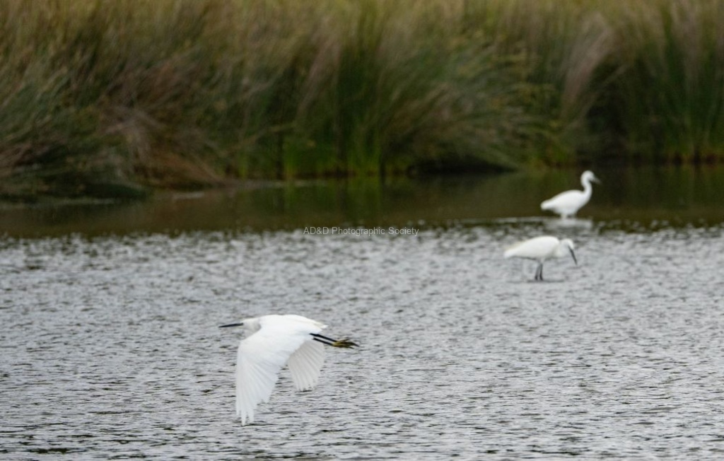Neil Grantham - Egret Trio