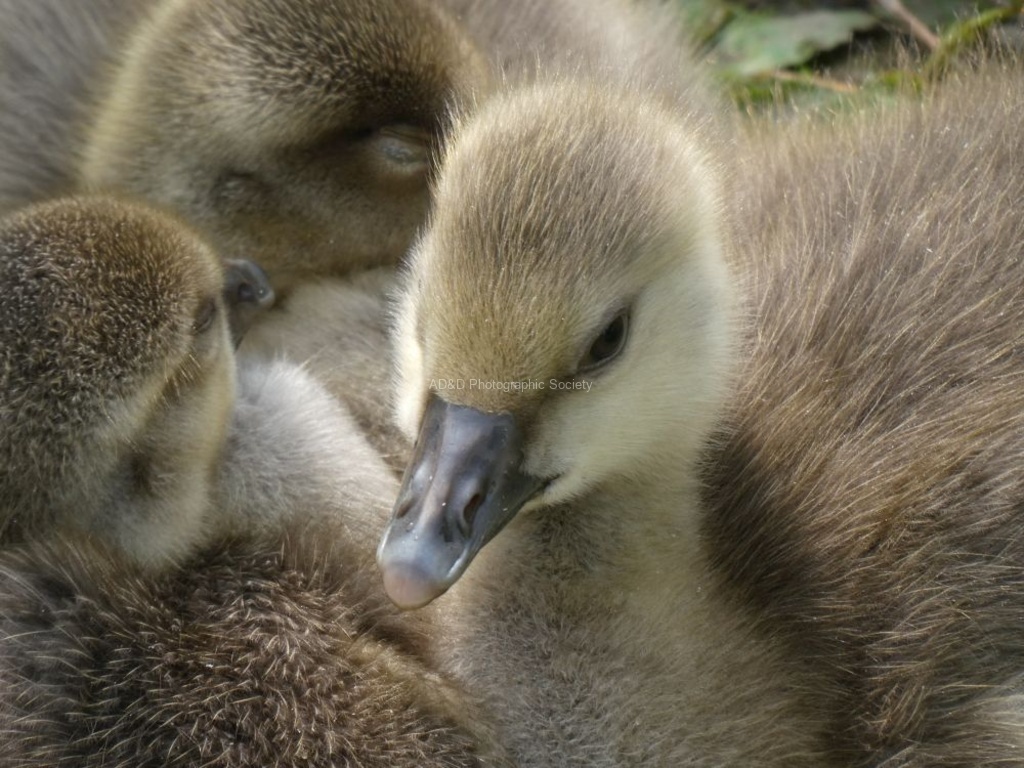 Pete Wild - no.1 Goslings