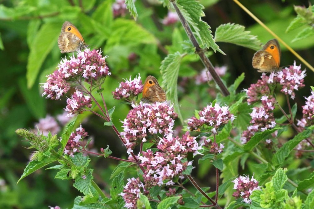 Tim Haymes - Three Gatekeepers enjoying Mint
