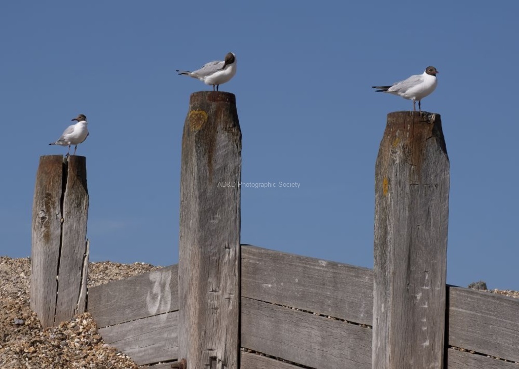 Martyn Pearse - Gulls trio
