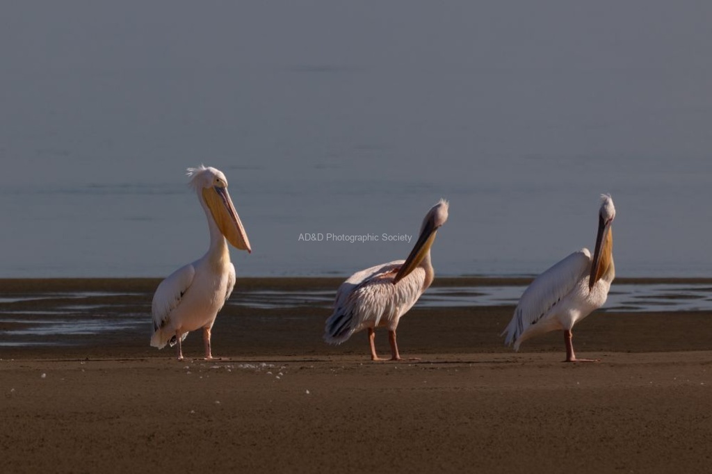 Nick Hardwick - Pelican Parade
