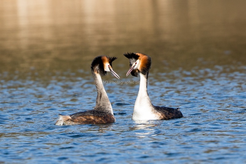 Courtship Dance.jpg