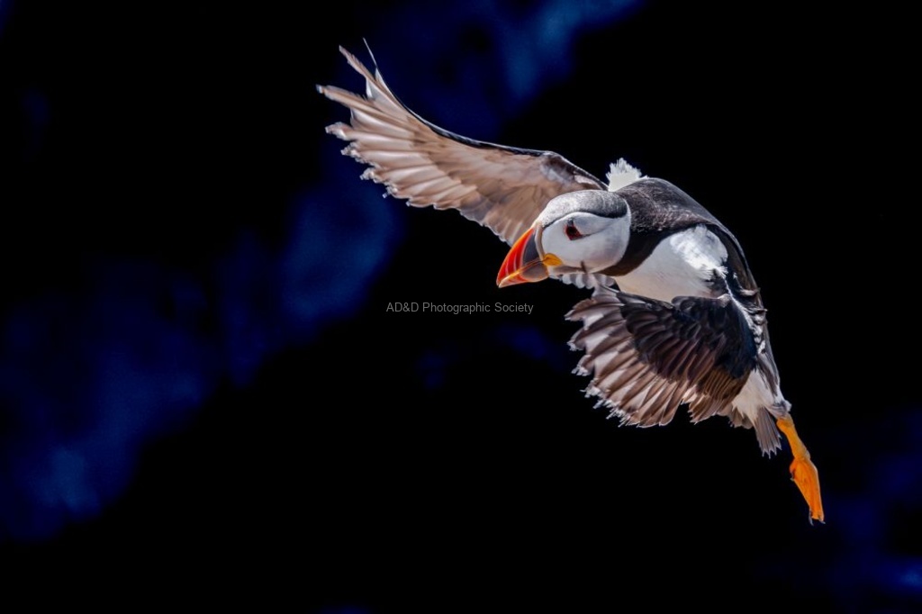 Andrew Dayer - Atlantic Puffin