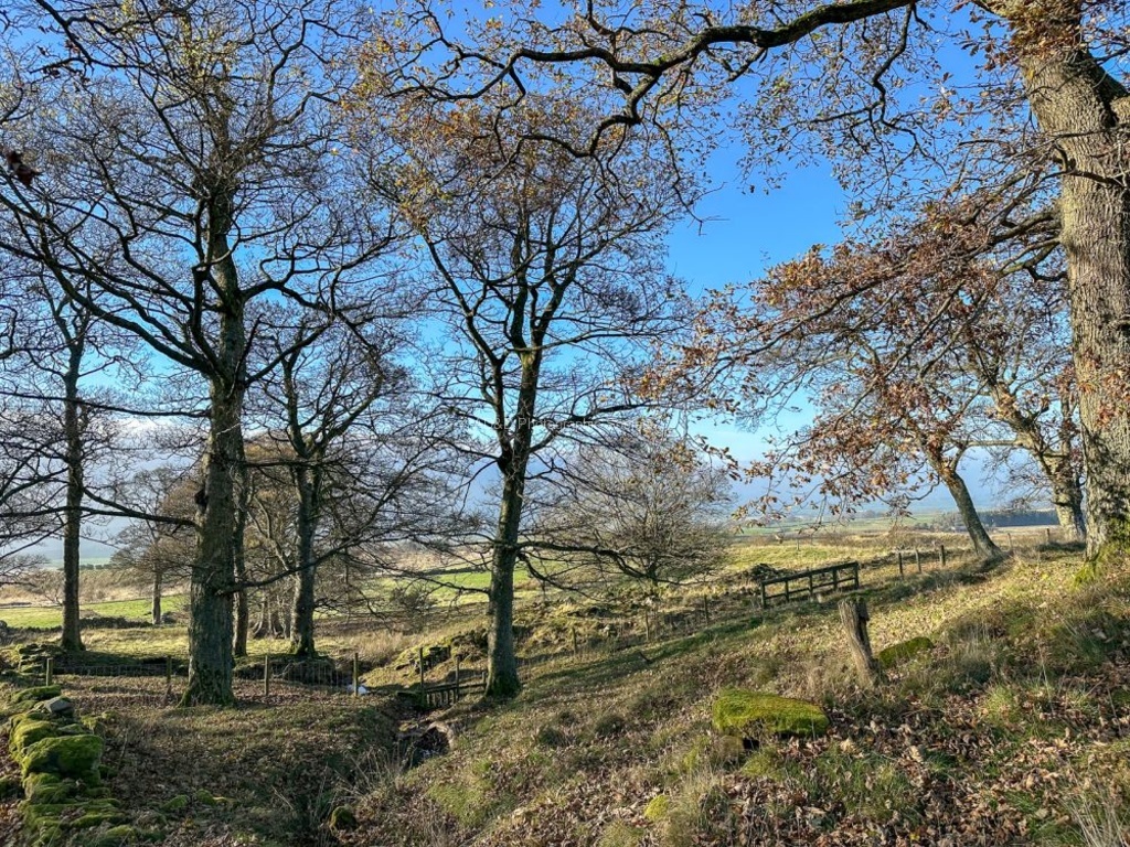 Angie Dean - Lakeland Woodland