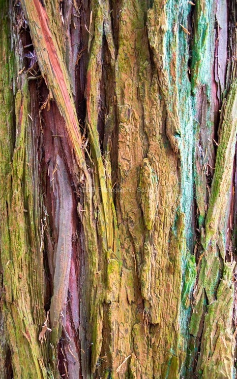Anne Hunsley - Bark