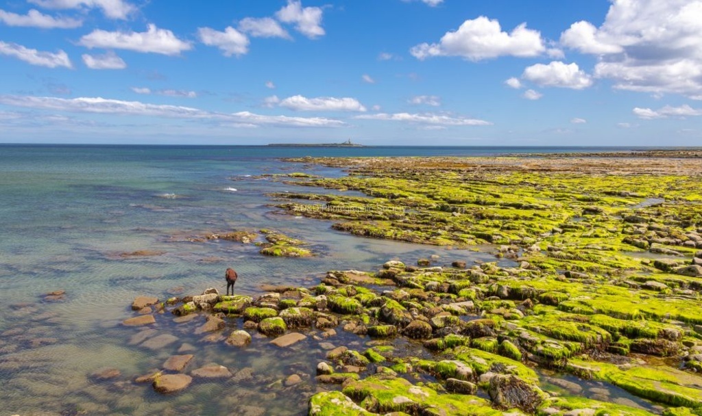Carol Fieldhouse - Coquet Islands