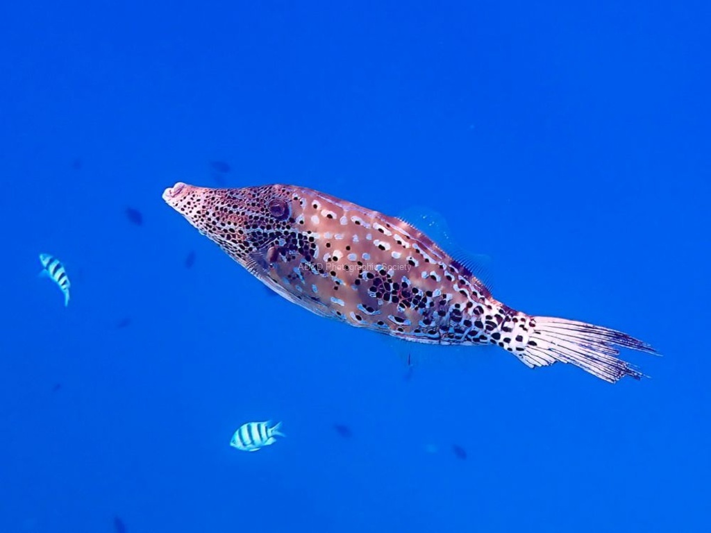 Chris Dean - Scribbled File Fish